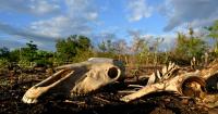 Dead animals, barren fields, and hunger - El Nino chokes Central America