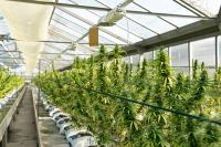 The looming revenue cliff for CT cannabis