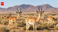 Saudi Arabia released 313 desert gazelles; 20 years later, both species had established in a vast protected desert