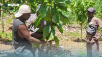 IPDM Cocoa Training For West Marovo Farmers Completed