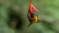 The Unwilding of Patagonia’s Pollinators 
