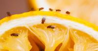 Not vinegar – £1.50 cooking ingredient banishes fruit flies instantly