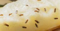 Get rid of fruit flies instantly with 1 cooking item they hate – not vinegar