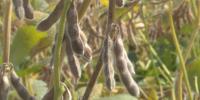 Minnesota farmers report rising diesel prices add extra expenses ahead of harvest season