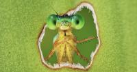 Amazing Winners of the 2026 BMC Ecology and Evolution and BMC Zoology Image Competition