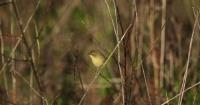 Race is on to restore critical peatland in North Carolina