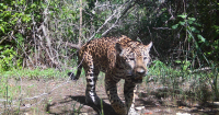 Technology for Nature Conservation Deploys AI Cameras and Underwater Sensors Across Six Countries