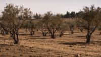 Drought and flash floods both loom in Jordan's shifting climate