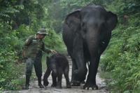 Wildfires push endangered Sumatran elephants to brink: Indonesian NGO