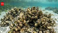 Scientists rebuilt oyster reefs in Florida; within 18 months, the wider marine animal community began returning