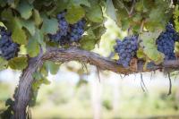 Deadline approaches for Wine Australia Regulations review