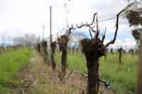High fertiliser prices to weigh on Australian growers: Rabobank