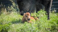 Bison born in wildlife area prompts conservation education