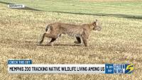 ‘Another day at the office:’ Rare Southaven bobcat sighting highlights growing research at Memphis Z