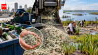 New Orleans turns 12 million pounds of glass into sand to rebuild wetlands