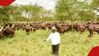 Kisozi Farm: Inside Yoweri Museveni’s vast cattle ranch in Uganda