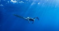 Swimming with manta rays in the Maldives