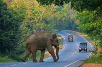Patrols Could Save Sri Lanka’s Elephants