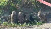 Fake black cats spark mystery in Florida's burrowing owl capital