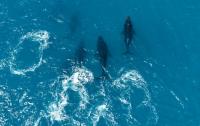 Iceland looks to end whale hunting