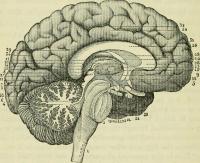 Brain Food: The importance of nutrition for academic study