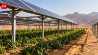 Egypt is growing crops beneath solar panels in the desert; the unusual idea could save water