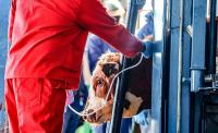 Farmers call for independent FMD test result verification