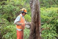 Forestry Service Reverses Course, Plans To Keep Critical Big Island Hub Open