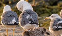 Environment Authority expands biodiversity database with new bird sightings in Masirah