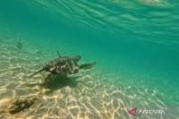 Police probe Chinese national over alleged turtle hunting in Indonesia