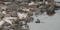 Hundreds of dead carp washing ashore along Mississippi River, but why?