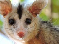 Breeding Season Underway, White-Eared Opossums Are Moving Into Paraguayan Cities