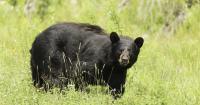 Dennis Anderson: Grateful — but a bit sad — northern Minnesota woman arrows her first bear