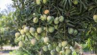 Oman plans to raise domestic mango production to nearly 44,785 tonnes