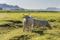 South Africa’s Boland Cellar sets sight on UK market