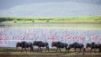 A Budget African Safari Costs Less When It Rains A Little