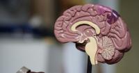 Researchers Think A Brain 'Switch' Could Be The Root Cause Of Alzheimer's