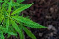 Op-Ed | New York built a billion-dollar cannabis market. Now it needs to let operators breathe