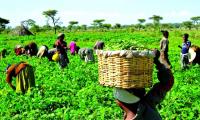 Farm produce inflation hits 21.99% in August, highest this year