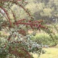 Once planted to help wildlife and reclaim mines, autumn olive now called invasive