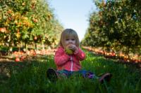 5 Great Apple Picking Spots in Massachusetts To Visit This Fall