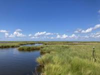 LSU professors lead EcoCARE, a coastal wetland restoration project