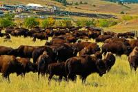 My South Dakota Custer State Park Buffalo Roundup Experience