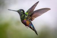 Oklahoma hummingbirds are migrating south. When is your last chance to see them?