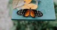 Gardeners urged to help butterflies with three simple steps as 'population is at risk'