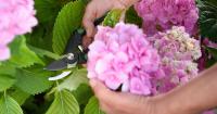 Dorset gardeners urged to complete three essential tasks before autumn arrives