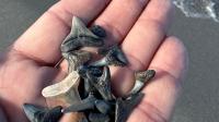 Shark tooth hunters arrested in Florida. Is it legal to collect them?