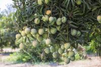 Oman targets to create a RO 17 million mango industry by 2030