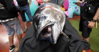 Good news: This big fish is off the naughty list