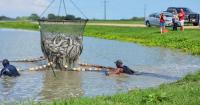 Extreme heat, drought challenge Texas aquaculture